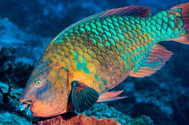 10 Parrotfish Facts 20 Photos And The 14 Caribbean Species