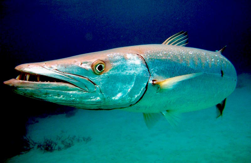 9 Barracuda Fish Facts You Need To Know