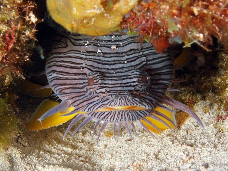 Best Diving Spots in the World (3) Cozumel