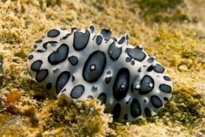 Black spotted Nudibranch species - especies de nudibranquios