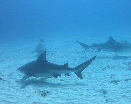 BULL SHARK Diving Excursion & Tour with Dressel Divers