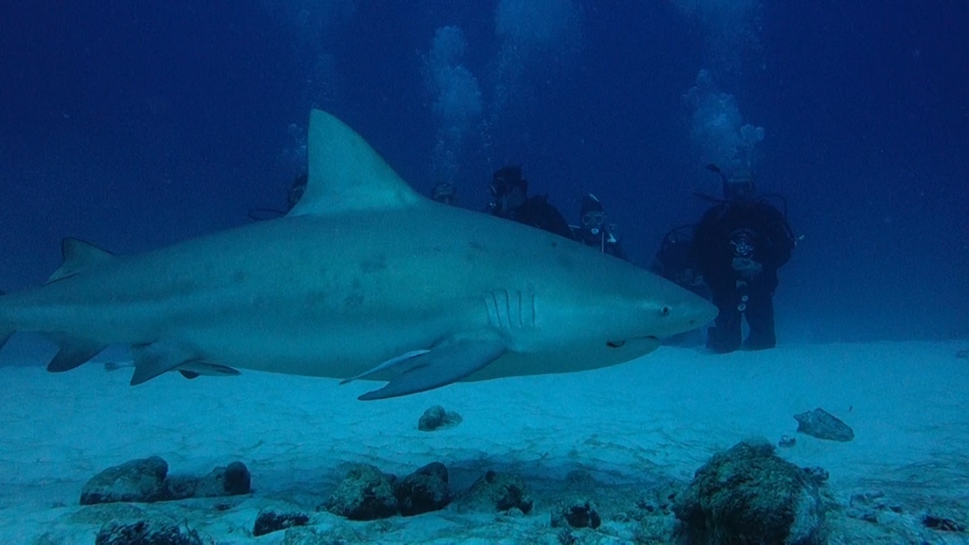 bull sharks playa del carmen