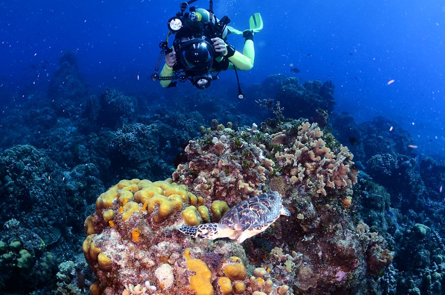 CARIBBEAN CORAL REEFS (2) arrecifes de coral del Caribe