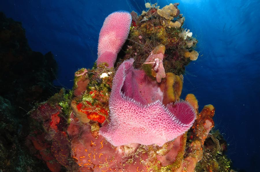 CARIBBEAN CORAL REEFS (3) arrecifes de coral del Caribe