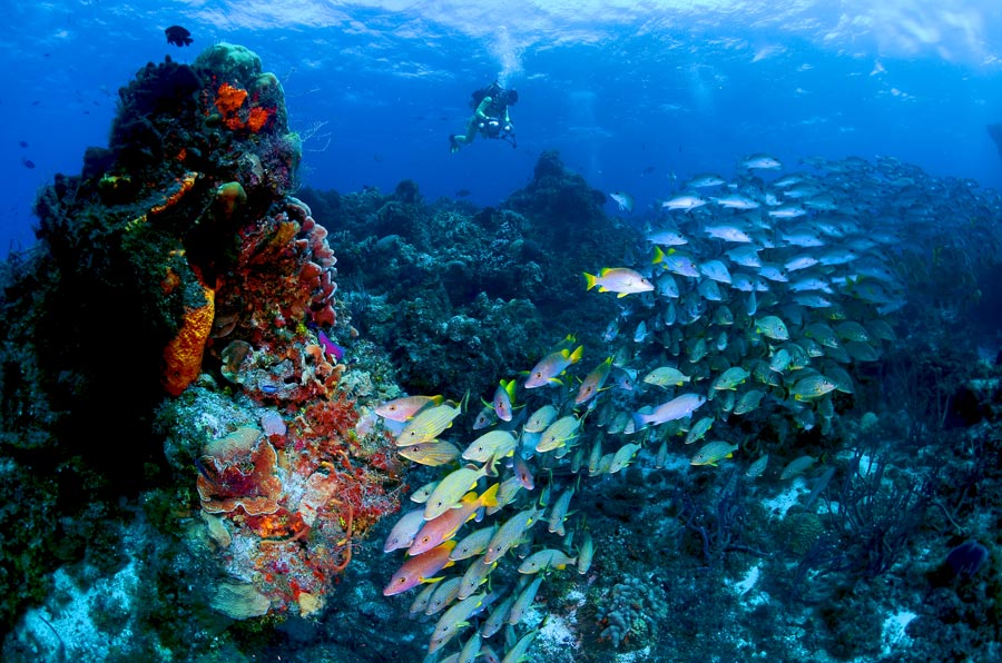 CARIBBEAN CORAL REEFS (6) arrecifes de coral del Caribe