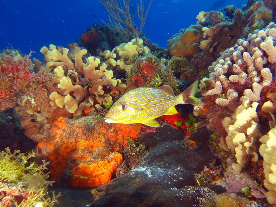 CARIBBEAN CORAL REEFS (9) arrecifes de coral del Caribe