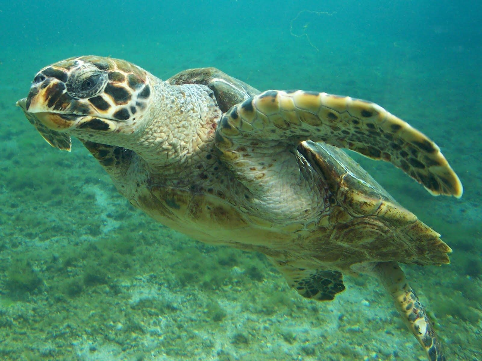 Caribbean Sea Turtles Meet Them And Freak Out Dressel Divers   Caribbean Sea Turtles Hawksbill 2 