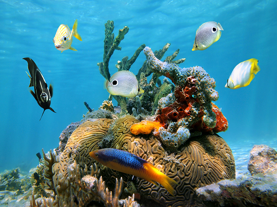 La fauna del mar Caribe: lista de los animales marinos más hermosos