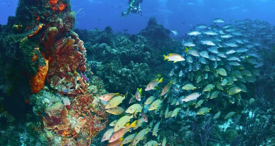 Cozumel Scuba life - vida submarina en Cozumel (2)