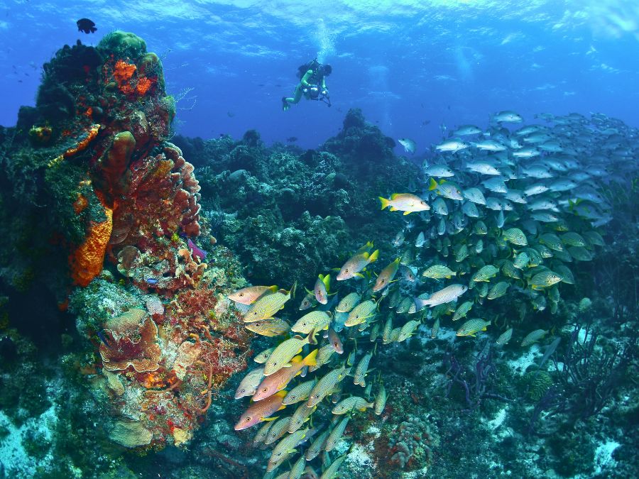 Cozumel Scuba life - vida submarina en Cozumel (2)