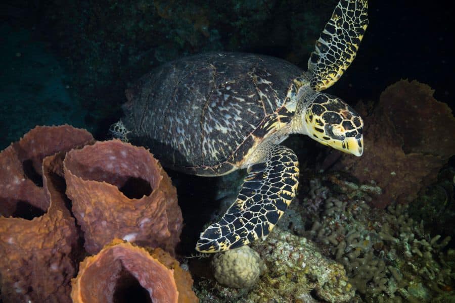 Cozumel at night - cozumel de noche (2)