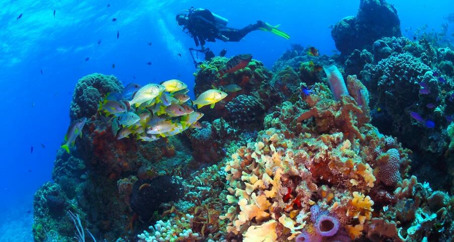Arrecifes de Cozumel: los 8 mejores (con mapa e imágenes)