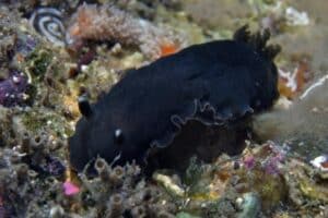 Dendrodoris Nigra Nudibranch species - especies de nudibranquios