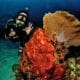 Diving time - Tiempo de buceo (5)