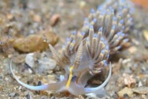 Dondice occidentalis Nudibranch species - especies de nudibranquios (2)