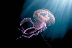 Facts About Jellyfish - datos sobre las medusas Warty Jellyfish (Pelagia noctiluca)