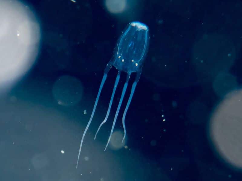 Facts About Jellyfish - datos sobre las medusas box jellyfish