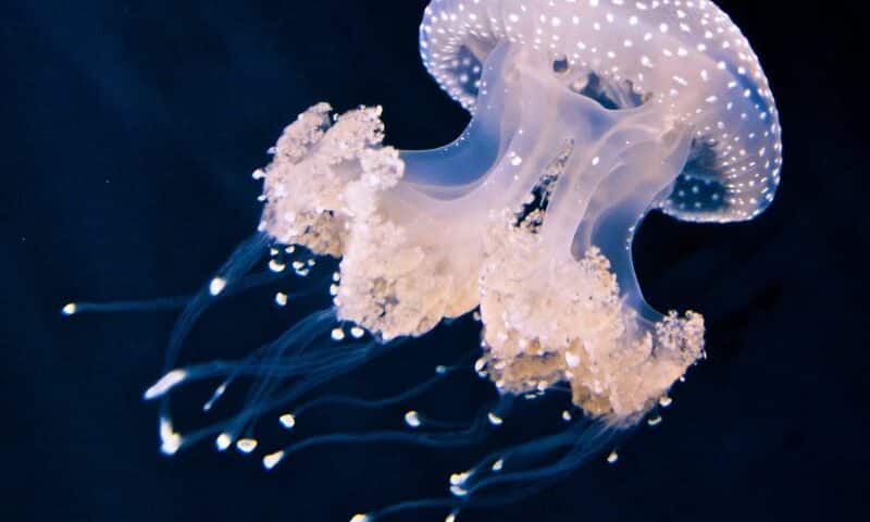 Facts About Jellyfish - datos sobre las medusas image of jellyfish (2)