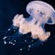 Facts About Jellyfish - datos sobre las medusas image of jellyfish (2)