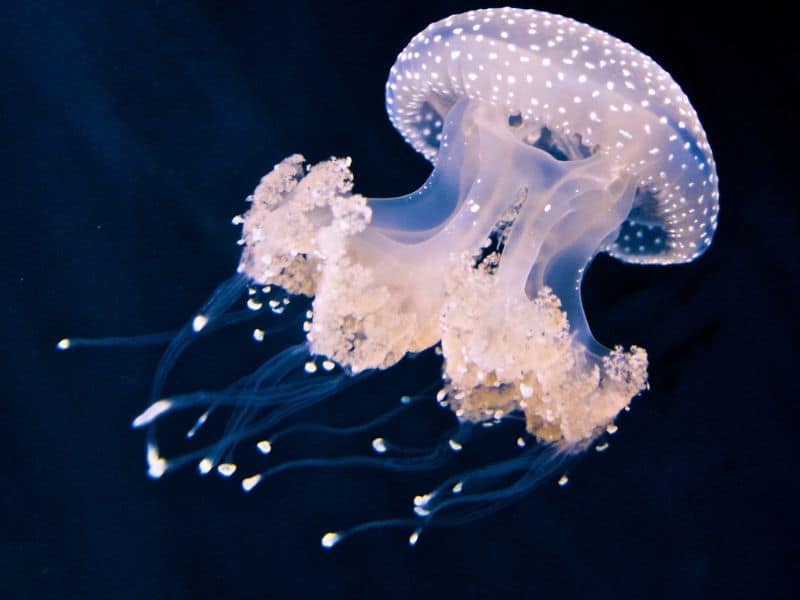 Facts About Jellyfish - datos sobre las medusas image of jellyfish (2)