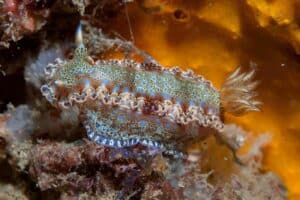 Gold-crowned Sea Goddess, Nudibranch species - especies de nudibranquios (2)