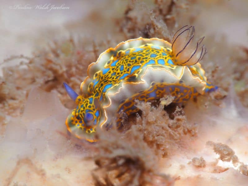 Gold-crowned Sea Goddess, Nudibranch species - especies de nudibranquios