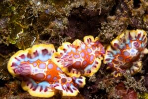 Harlequin blue Sea Goddess Nudibranch species - especies de nudibranquios