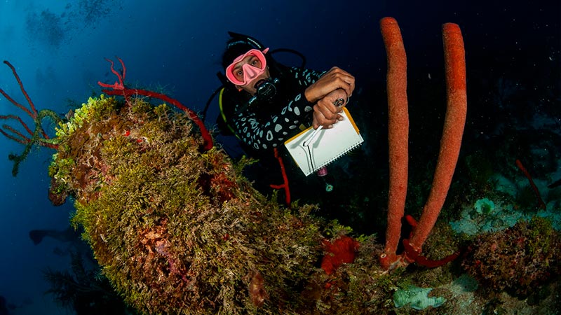 Jamaica's Coral Reefs: Exploring A Paradise for Scuba Divers
