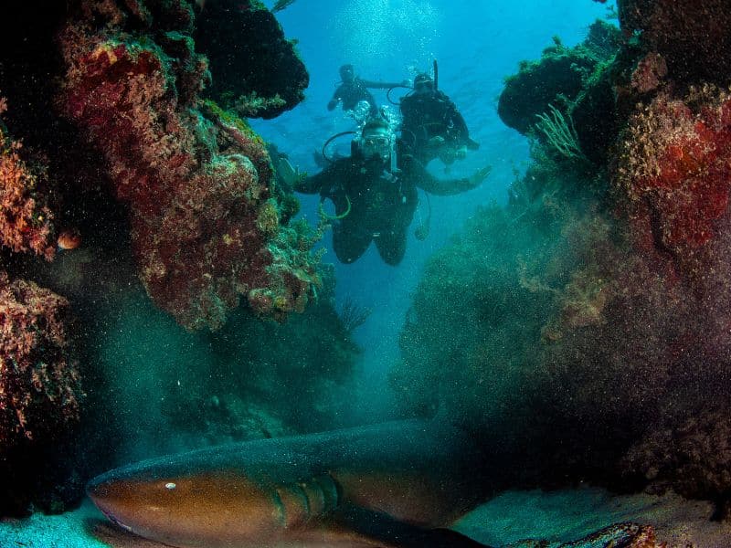 Jamaica sharks - tiburones de Jamaica (3)