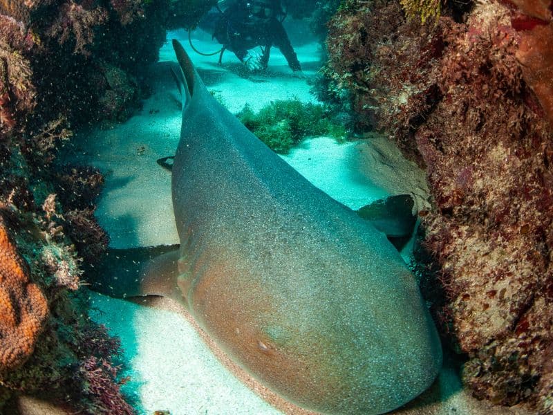 Jamaica sharks - tiburones de Jamaica (6)