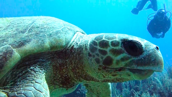 5-loggerhead-turtle-facts-that-will-surprise-you-dressel-divers