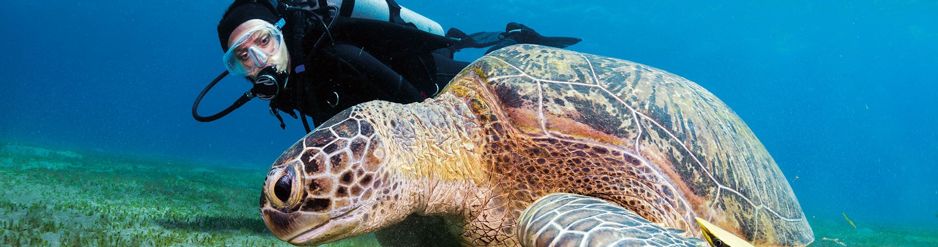 MONTEGO BAY MARINE PARK Excursion, Dressel Divers