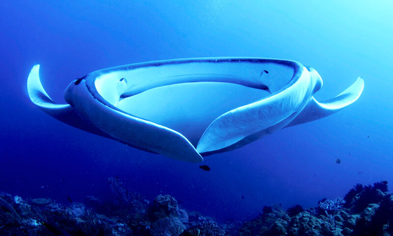 15 Manta Ray Facts that Answer Everything You Wonder About Them