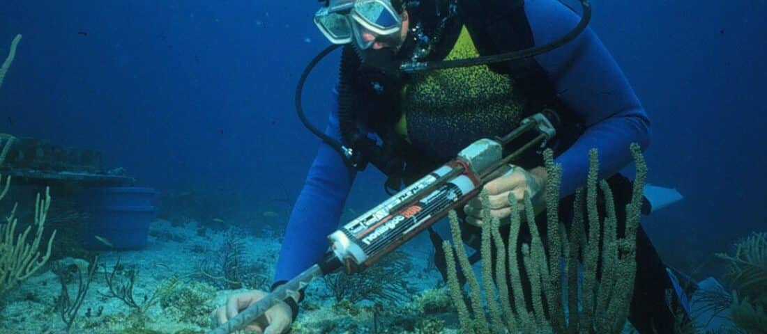 Marine Biology Diving 1 - Buceo científico