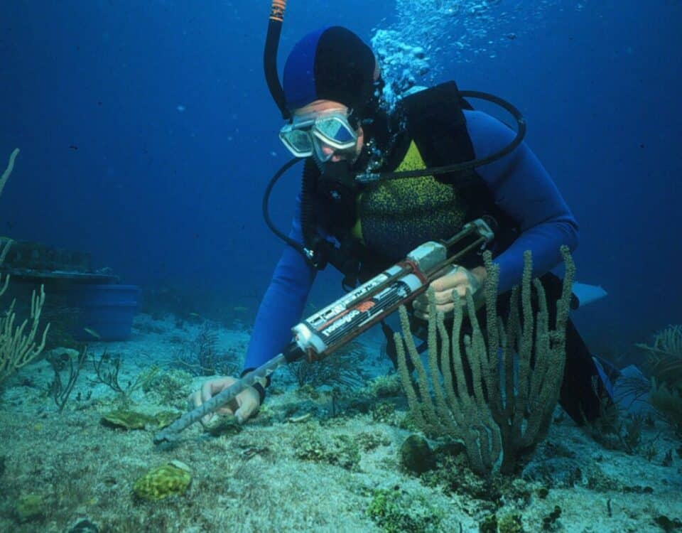 Marine Biology Diving 1 - Buceo científico