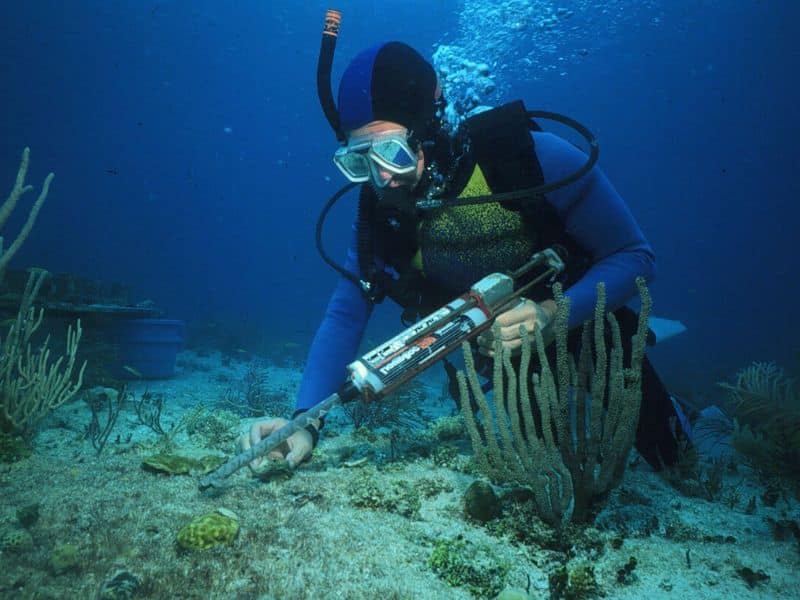 Marine Biology Diving (1) buceo científico