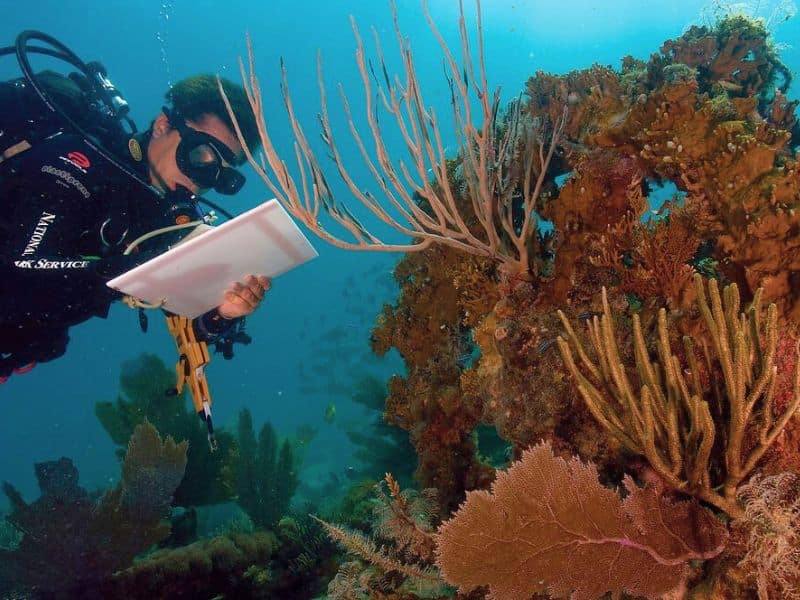 Marine Biology Diving (6) buceo científico