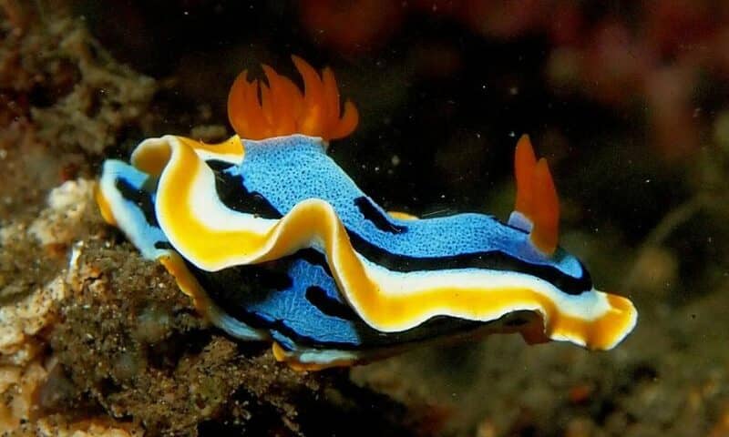 Nudibranch Species - especies de nudibranquios