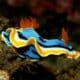 Nudibranch Species - especies de nudibranquios