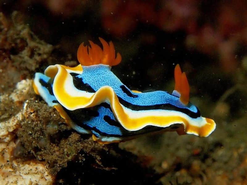 Nudibranch Species - especies de nudibranquios