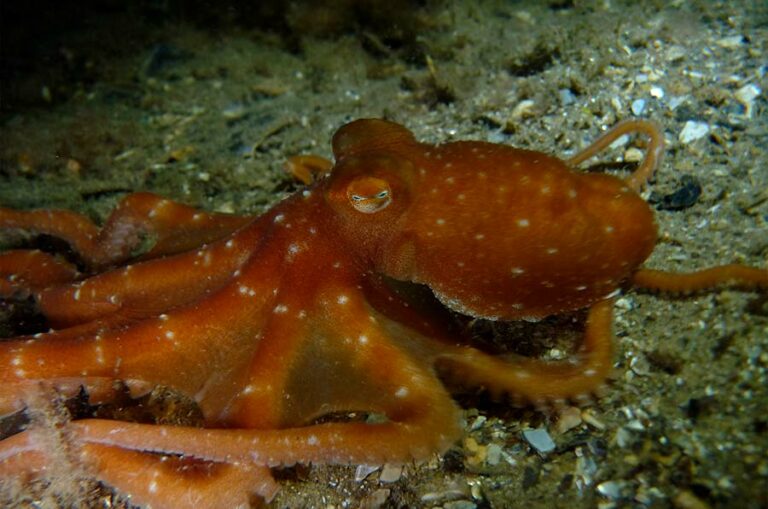 15 Fascinating Octopus Facts You Need to Know