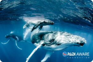 PADI Replacement Card: How to Replace Your Certification Card