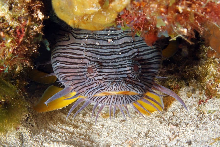 Palancar Reef - Arrecife Palancar (2)