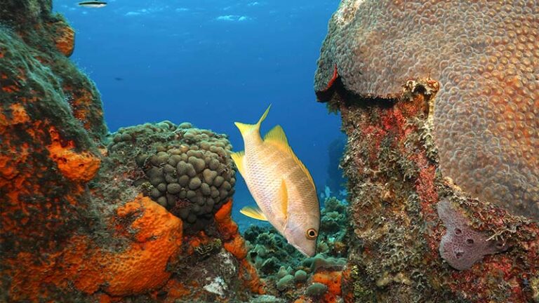 The 7 Best Playa Del Carmen Reefs for Diving, Maps & Pictures inc