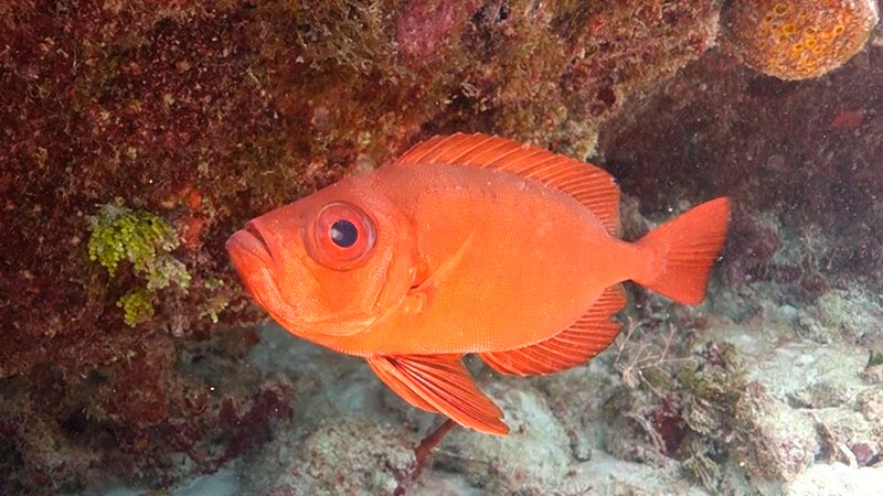Red Bigeye Fish: 3 Families of Amazing Fish with Big Eyes