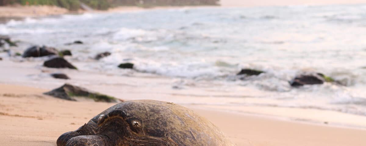 Se turtle nesting - main - La temporada de anidación de tortugas marinas