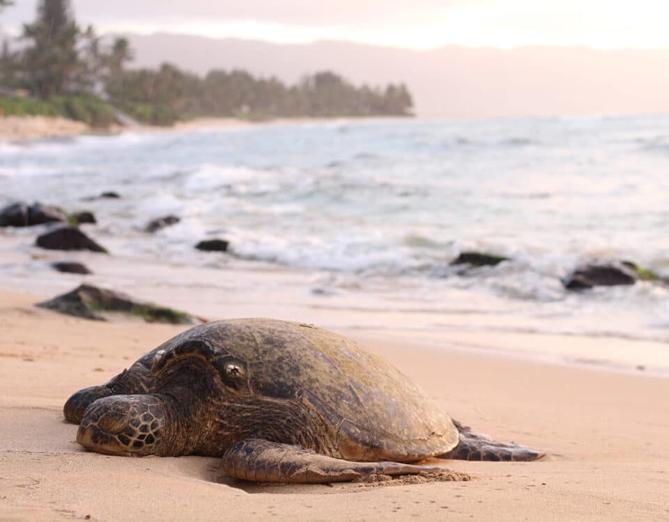 Se turtle nesting - main - La temporada de anidación de tortugas marinas