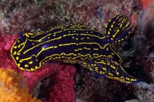 Sea Goddess Nudibranch spiecies- especies de nudibranquios