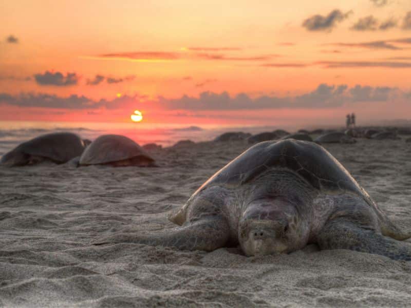 Sea Turtle Nesting Season (2) La temporada de anidación de tortugas marinas