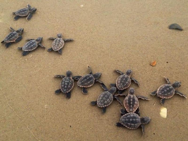 Sea Turtle Nesting Season (5) La temporada de anidación de tortugas marinas